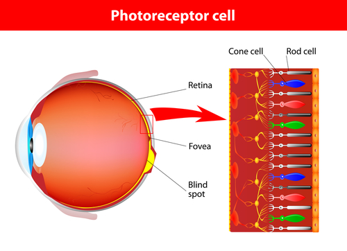 Retina, rods and cones